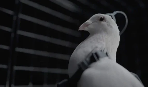 Russian company claims to have turned pigeons