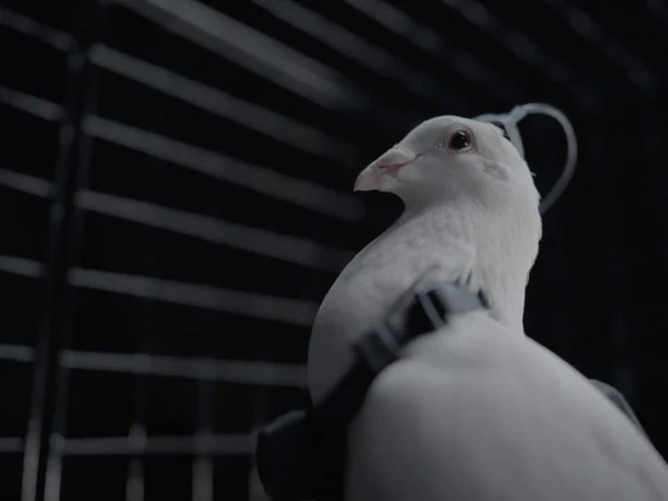 Russian company claims to have turned pigeons