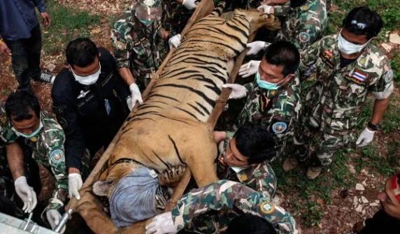 72 leopards die from virus in a private park in Thailand