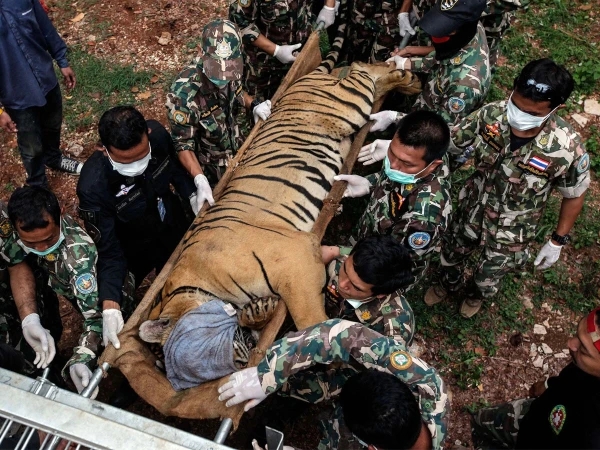72 leopards die from virus in a private park in Thailand