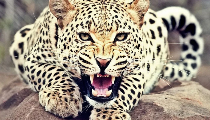 One person killed in leopard attack
