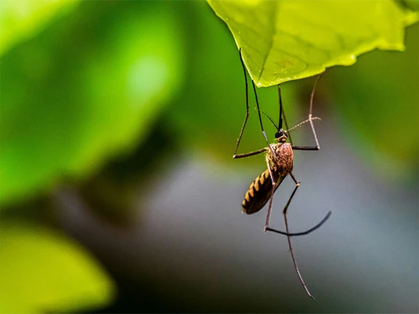 New mosquitoes developed to combat bat viruses