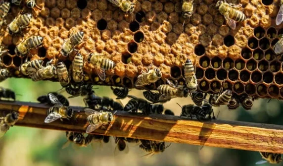 New study reveals worrying impact of Forever chemicals on bees