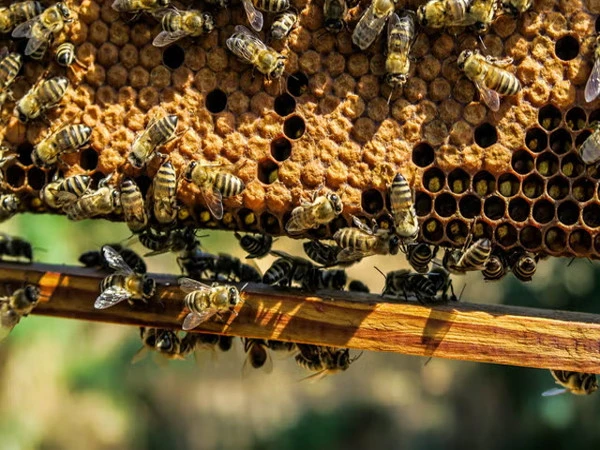 New study reveals worrying impact of Forever chemicals on bees