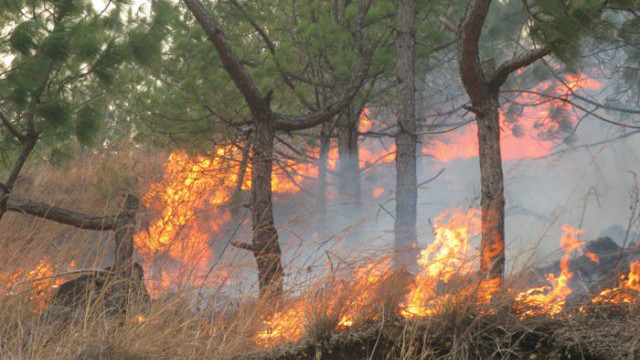 Forest fire smoke increases the risk of various types of cancer!