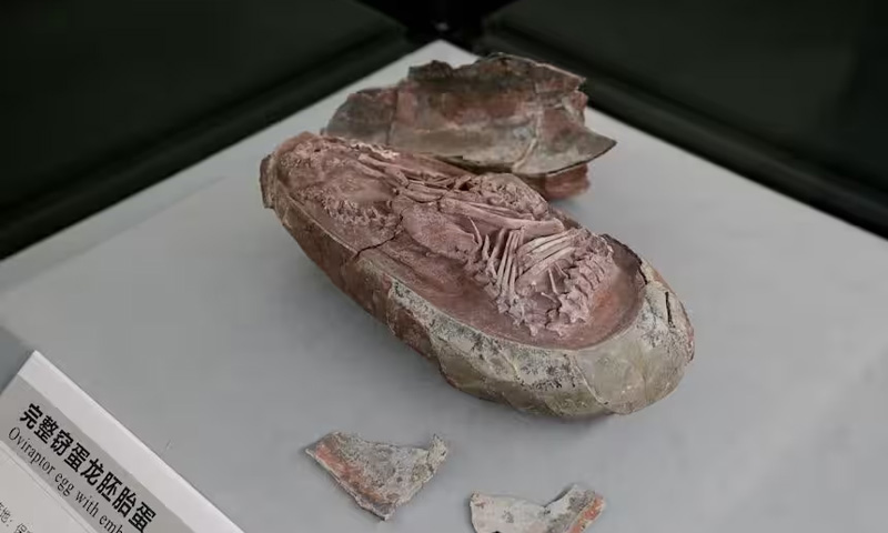 Hundreds of dinosaur eggs discovered in preserved condition