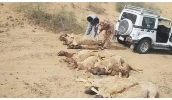 113 sheep die in Cholistan Desert after eating excessive wheat