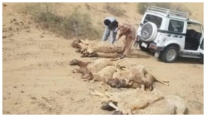113 sheep die in Cholistan Desert after eating excessive wheat