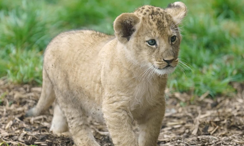 3-year-old girl seriously injured in lion attack during photo session