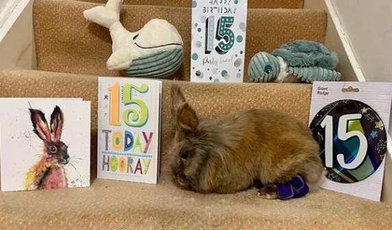 The world's oldest British rabbit