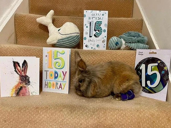 The world's oldest British rabbit