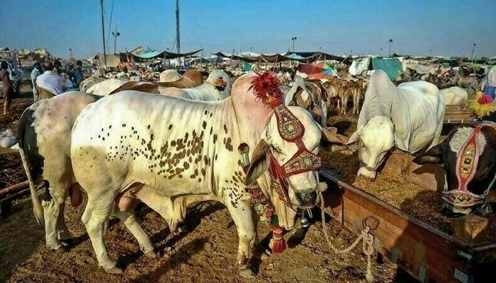 Commissioner Karachi allows setting up cattle markets at 5 locations in the city