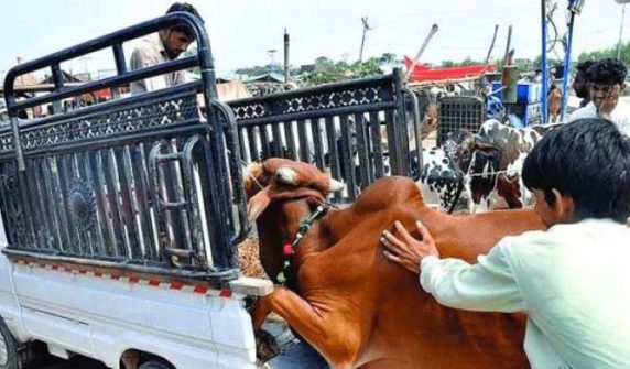 Complete ban on entry of vehicles loaded with animals on motorways