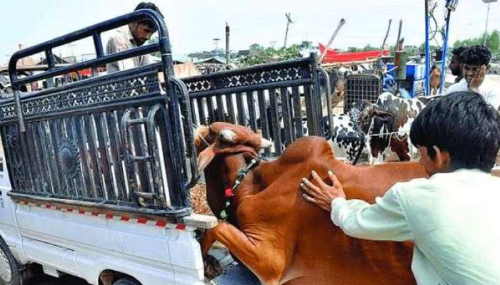 Complete ban on entry of vehicles loaded with animals on motorways