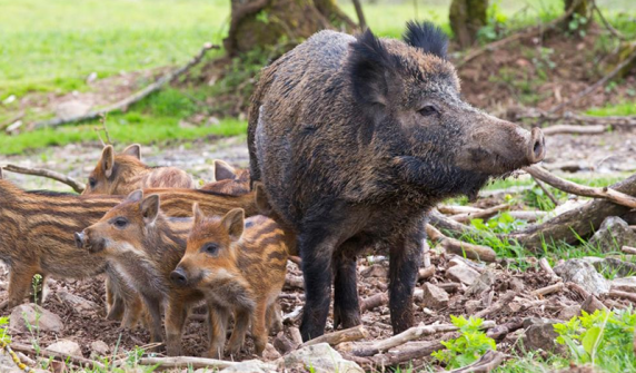 One person killed in wild boar attack