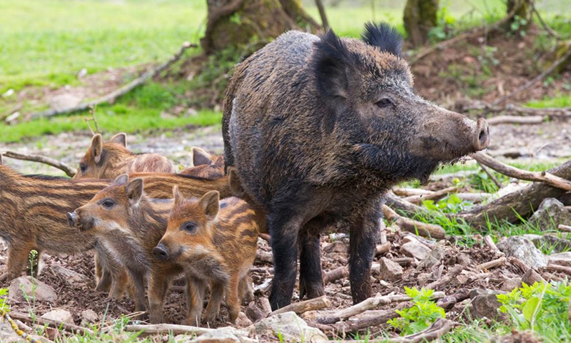 One person killed in wild boar attack