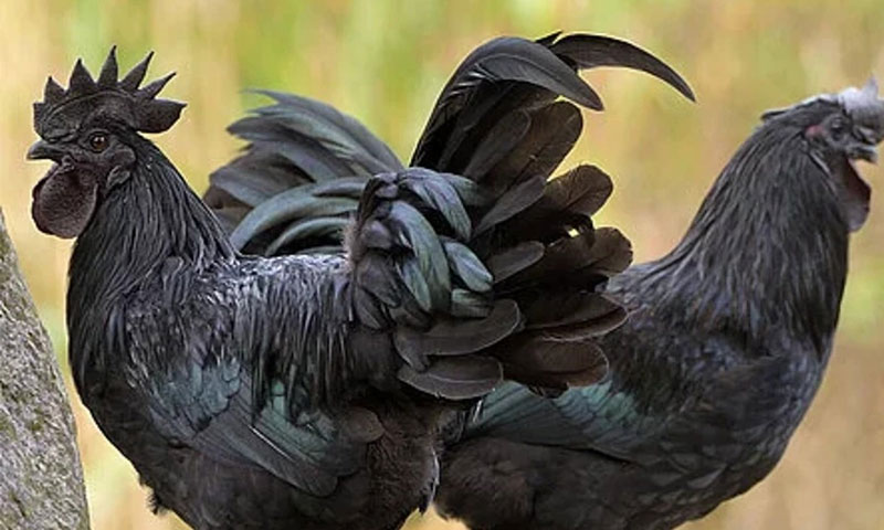 'Home-made chicken is more expensive than gold