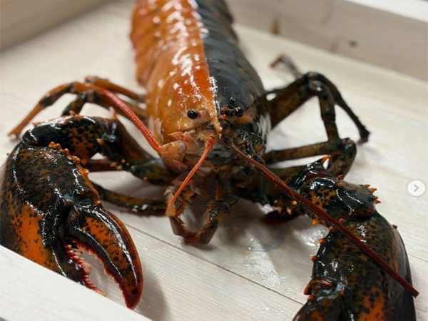 Rare two-colored lobster caught in America