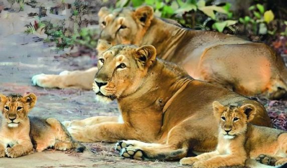 India: 8 endangered Asiatic tiger cubs die due to extreme heat
