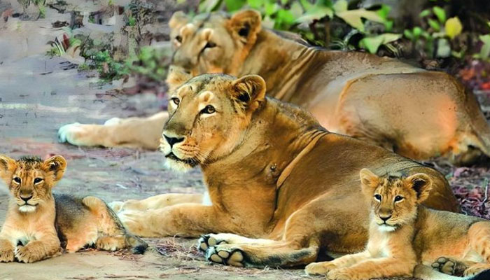 India: 8 endangered Asiatic tiger cubs die due to extreme heat