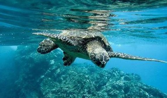 Foreign agencies are monitoring Chinese seas through ‘spy turtles and fish’: China claims