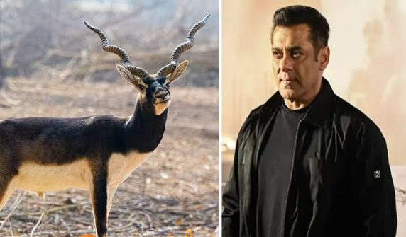 Film Blackbuck case: Salman Khan could not get immediate relief from the court
