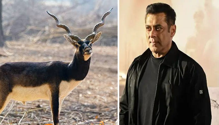Film Blackbuck case: Salman Khan could not get immediate relief from the court