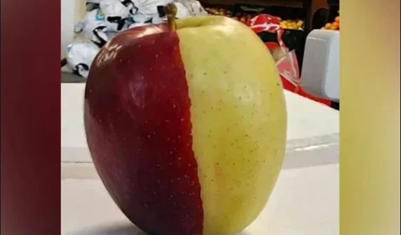 Half red, half yellow! Rare apple surprises the whole city