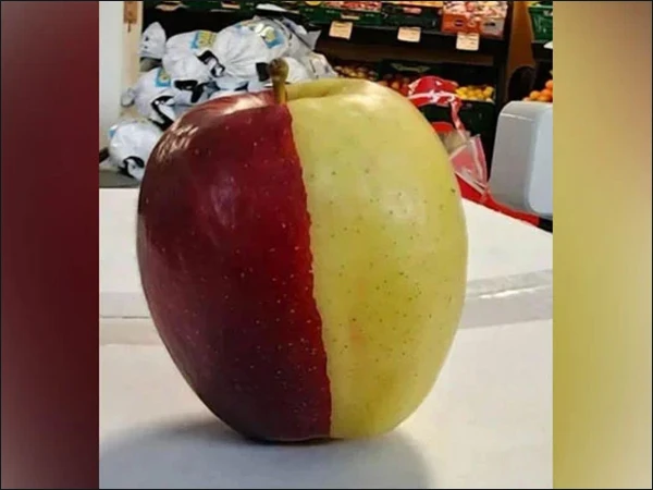 Half red, half yellow! Rare apple surprises the whole city