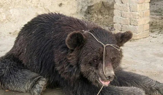 : Wildlife Department action, illegally captured black bear recovered