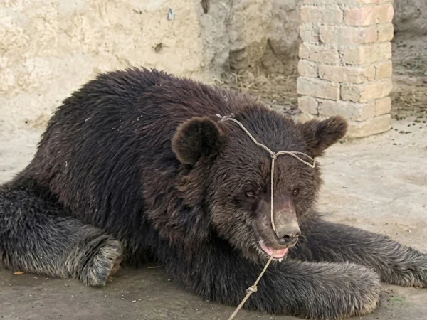 : Wildlife Department action, illegally captured black bear recovered