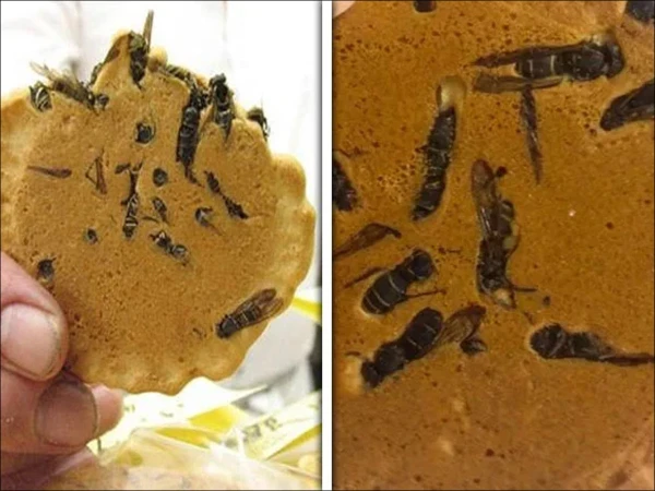 Insect biscuits, a strange and famous snack from Japan