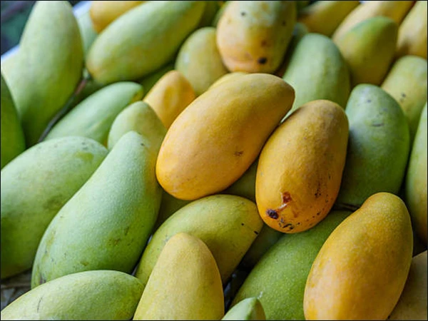 Want to cook raw mangoes quickly?