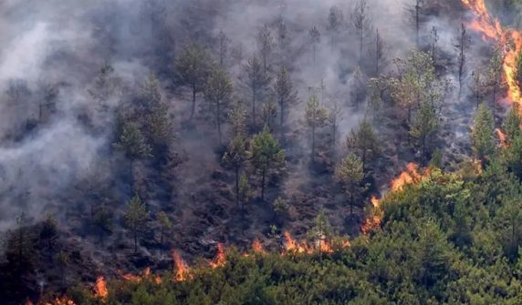Heatwave in Europe: Forest fires break out in Spain