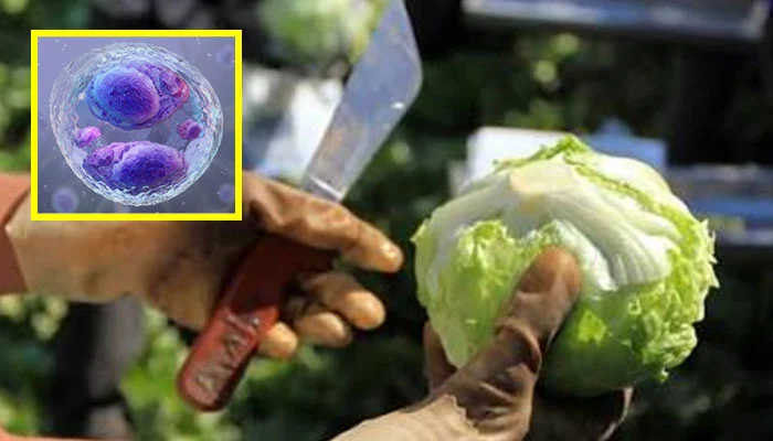 2 deaths, thousands affected by dangerous Cyclospora outbreak