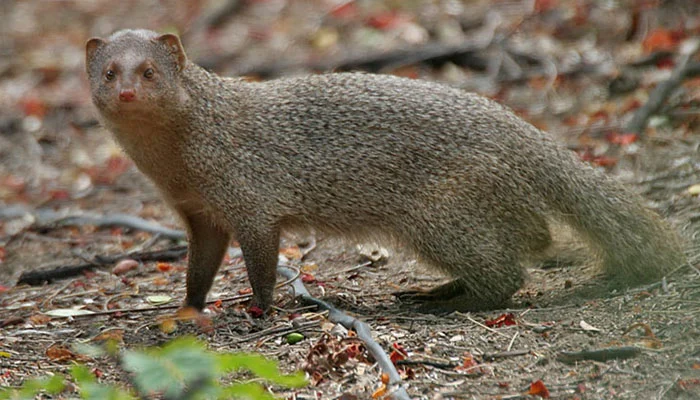 Security guard kills Indian mongoose on Northern Bypass