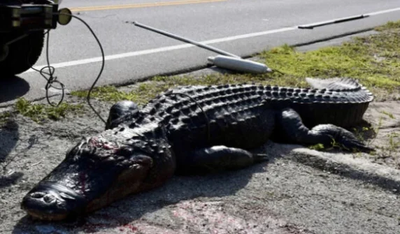 Sudden crocodile attack