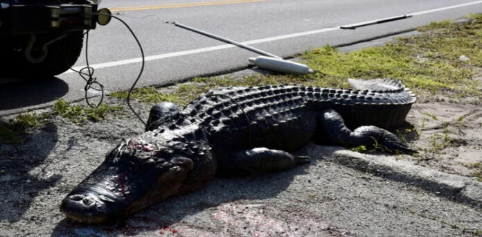 Sudden crocodile attack