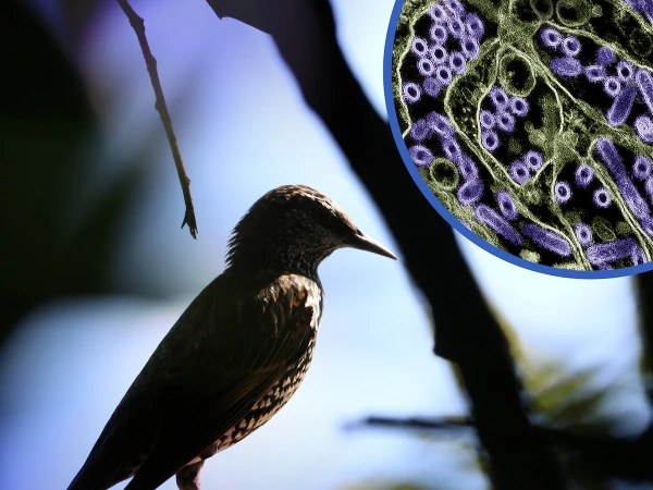 Bird flu virus confirmed in another country