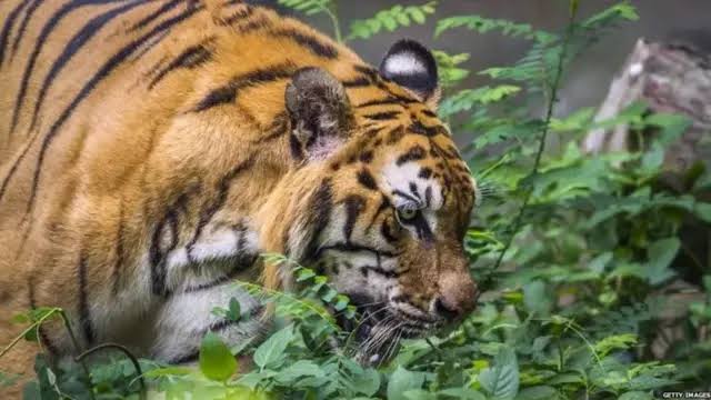 Animal attacks kill 50 people in 8 months