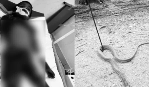 Third-grade student dies after being bitten by a snake in the classroom.