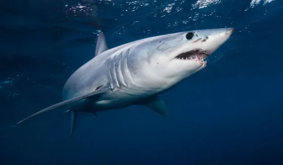 10-year national plan for shark conservation presented