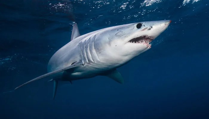 10-year national plan for shark conservation presented