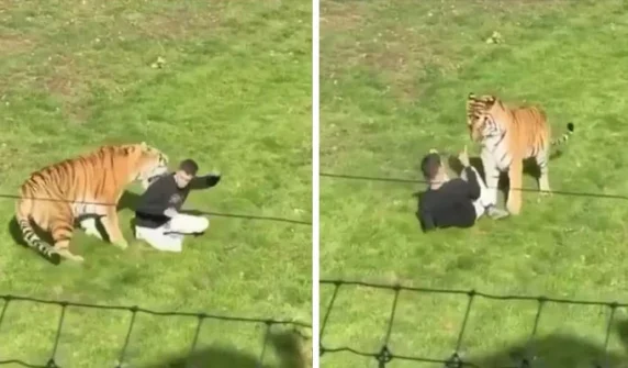 Man killed after entering tiger enclosure at zoo