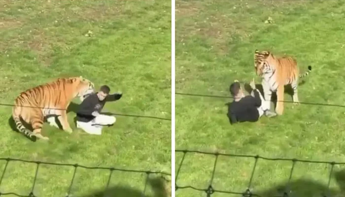 Man killed after entering tiger enclosure at zoo